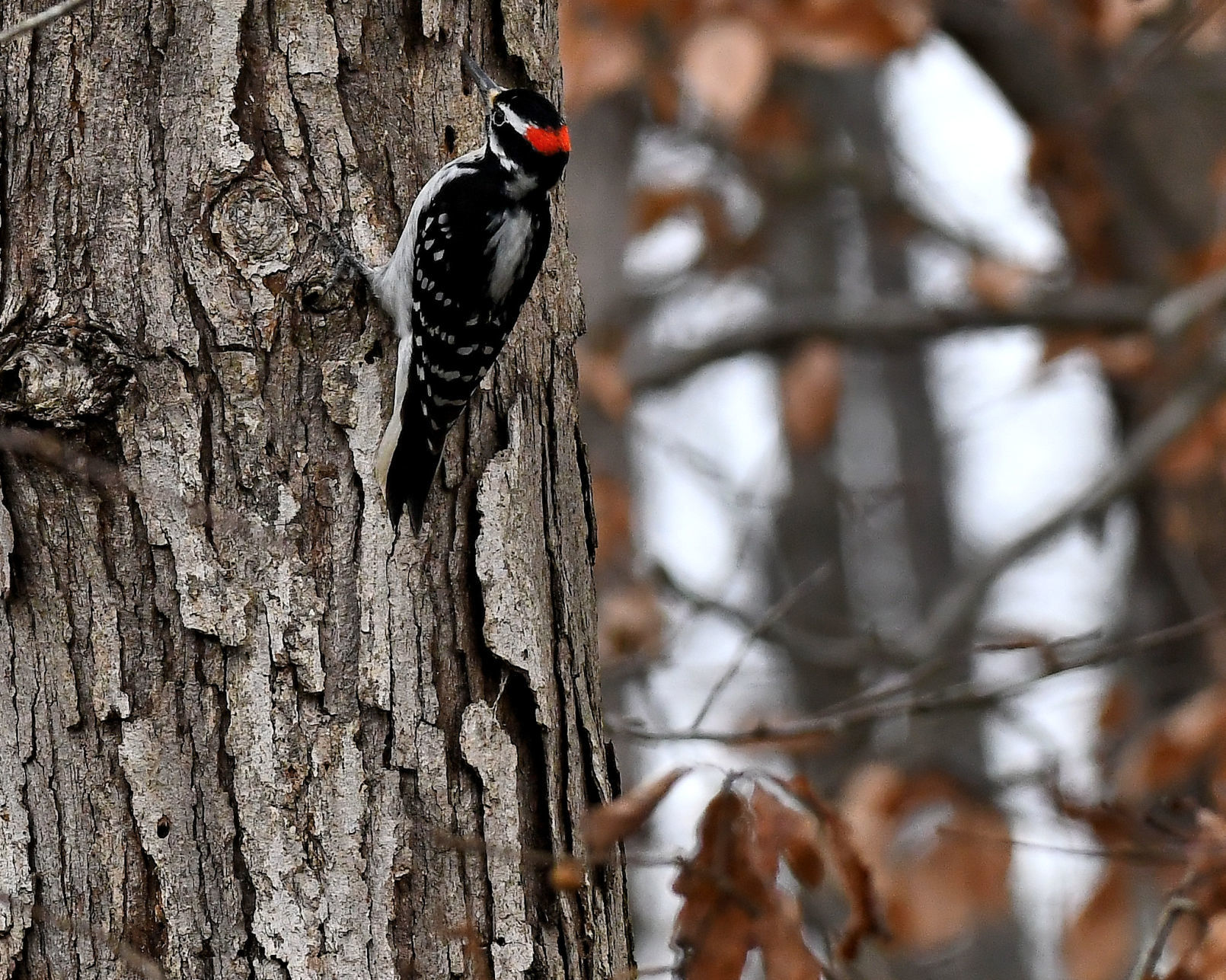 Downy woodpecker